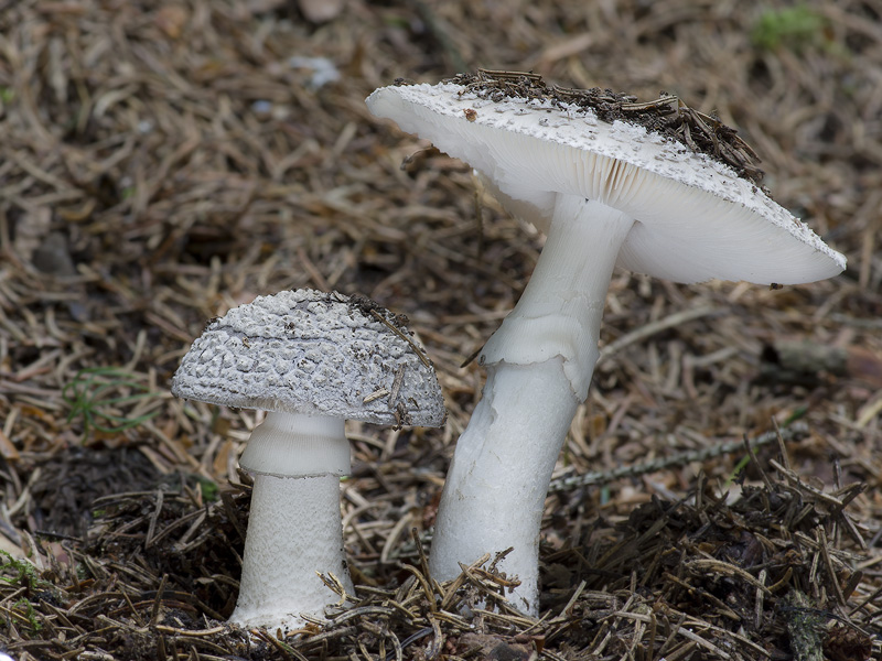 Amanita spissa